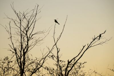 15.07 KAZA PB 90 Bird