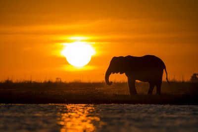 15.07 KAZA WBL 15 Elephant