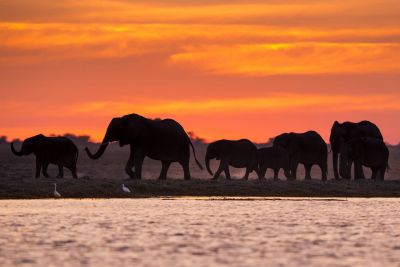 15.07 KAZA WBL 19 Elephants