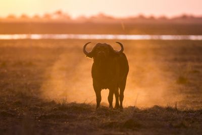 15.07 KAZA WBL 34 Buffalo