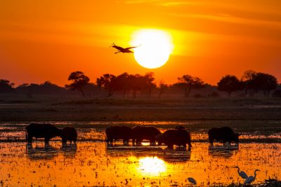 15.07 KAZA WBL 36 Buffalo