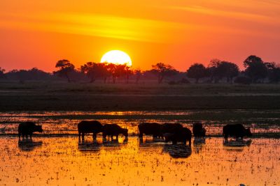 15.07 KAZA WBL 37 Buffalo