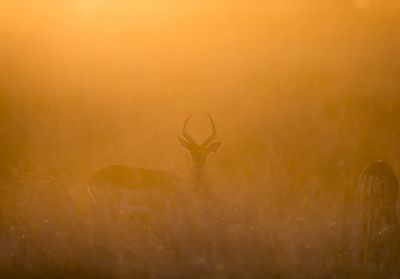 15.07 KAZA WBL 48 Impala