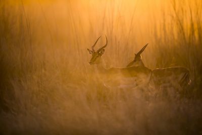 15.07 KAZA WBL 50 Imapla