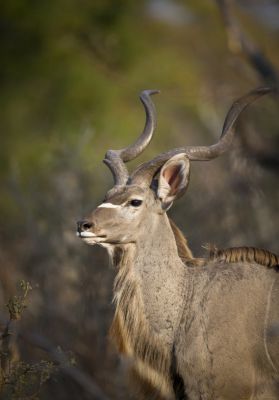 15.07 KAZA WBL 54 Kudu