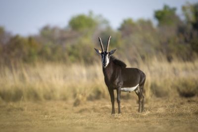 15.07 KAZA WBL 67 Sable