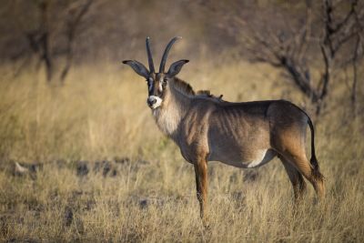 15.07 KAZA WBL 69 Roan