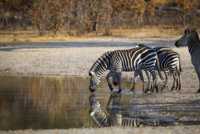 15.07 KAZA WBL 75 Zebra