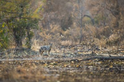 15.07 KAZA WBL 80 Jackal