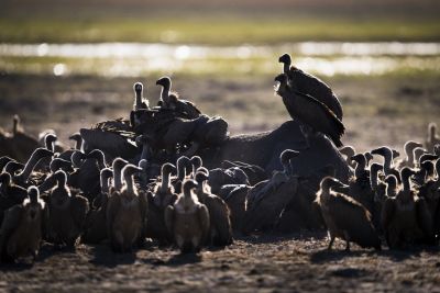 15.07 KAZA WBL 90 Vultures