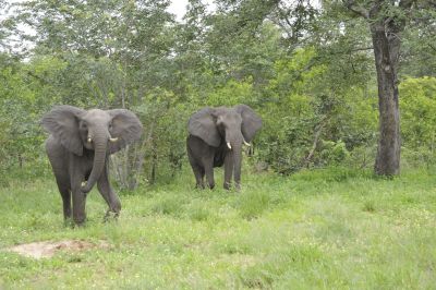 16.02 KAZA 002 Elephants