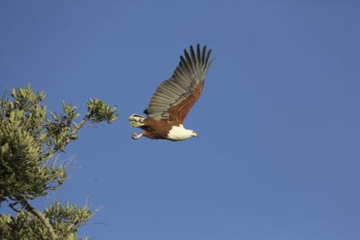 16.06 Fish Eagle 3