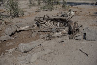 15.07 KAZA GB 1166 Elephant carcass