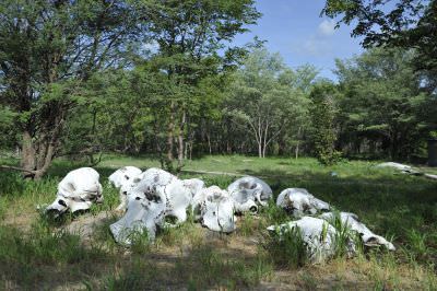 16.01 Film Zambezi 021 Elephant skulls