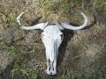 16.01 Film Zambezi 022 Wildebeest skull
