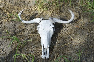 16.01 Film Zambezi 022 Wildebeest skull