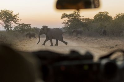 15.07 KAZA GB 1262 Elephant