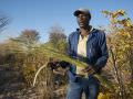 16.06 Kavango 143 Thatching grass