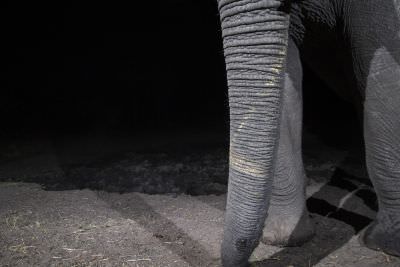 15.07 KAZA CamTrap 11 Elephant