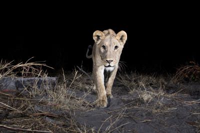 15.07 KAZA CamTrap 26 Lion