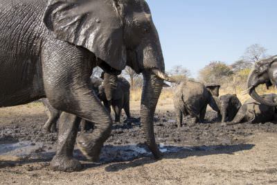 15.07 KAZA CamTrap 48 Elephants