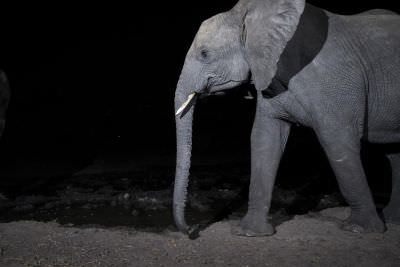 15.07 KAZA CamTrap 5 Elephant