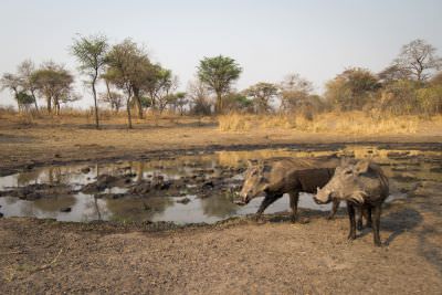 15.07 KAZA CamTrap 63 Warthogs