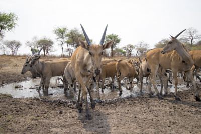 15.07 KAZA CamTrap 66 Elands