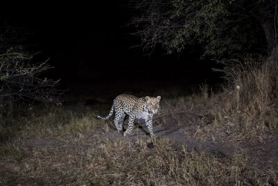 15.07 KAZA CamTrap 6 Leopard