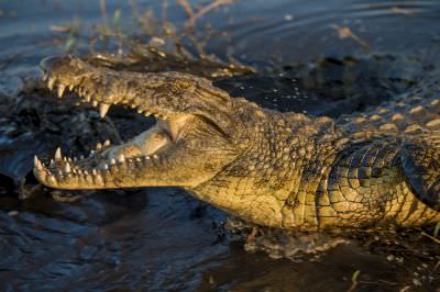 15.07 KAZA GB 2155 Crocodile