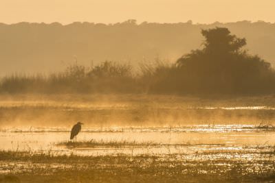 15.07 KAZA PB 13 Bird