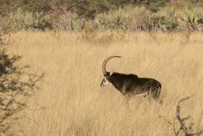 15.07 KAZA PB 19 Sable