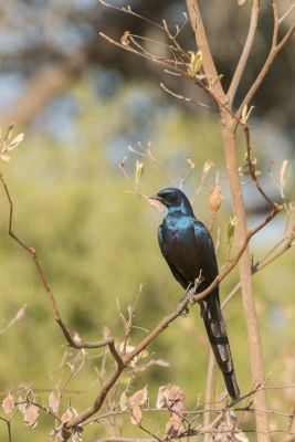 15.07 KAZA PB 24 Bird