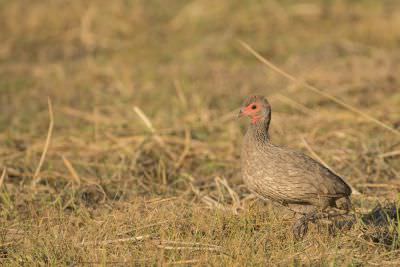 15.07 KAZA PB 6 Bird