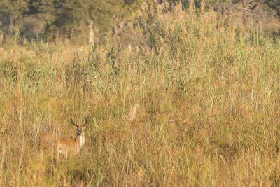 15.07 KAZA PB 73 Lechwe