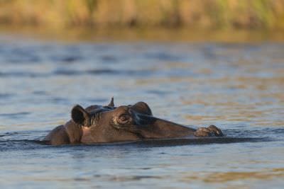 15.07 KAZA PB 75 Hippo