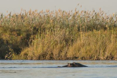 15.07 KAZA PB 77 Hippo