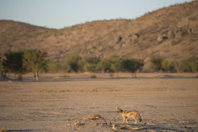 16.6 Guides 16 Jackal