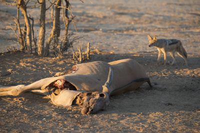 16.6 Guides 22 Jackal