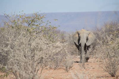 16.6 Guides 54 Elephant