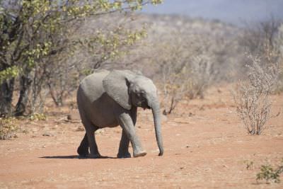 16.6 Guides 57 Elephant