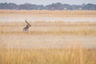 15.07 KAZA PB 203 Waterbuck