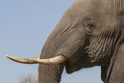 15.07 KAZA PB 283 Elephant