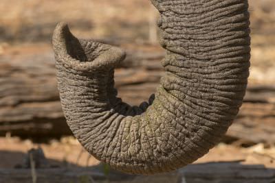 15.07 KAZA PB 286 Elephant