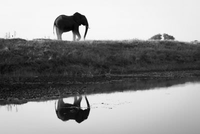 15.07 KAZA PB 309 Elephant