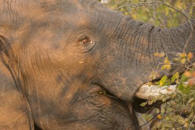 15.07 KAZA PB 353 Elephant