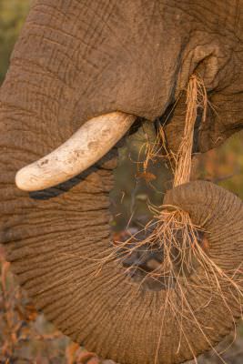 15.07 KAZA PB 358 Elephant