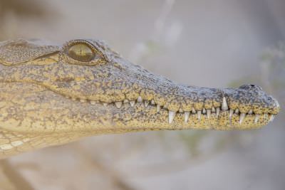 15.07 KAZA PB 92 Crocodile