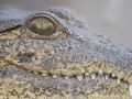 15.07 KAZA PB 93 Crocodile