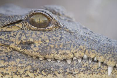 15.07 KAZA PB 93 Crocodile